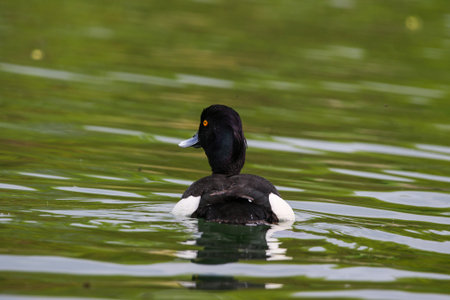 Tufted pochard with distinctive crest floating calmly on green lake water near Regensburg during springの写真素材