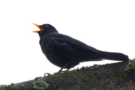 Moody silhouette of a blackbird perched on branch with bright backlight in spring parkの写真素材