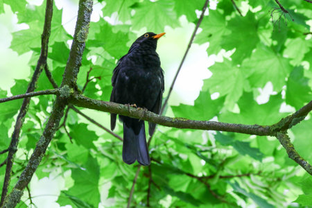 Blackbird perched on tree branch with fresh green leaves in springtime natural park settingの写真素材