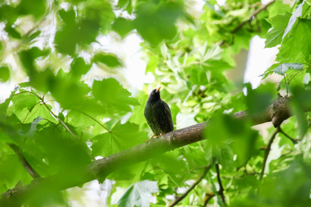 Starling singing perched on tree branch in park during spring unique mating seasonの写真素材