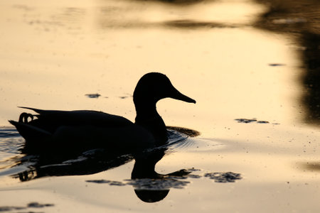 Silhouette of duck on shimmering water with warm golden hues and peaceful natural atmosphereの写真素材