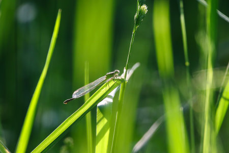 A pale female damselfly clings to a green grass stem showing cream and brown orange hues.の写真素材