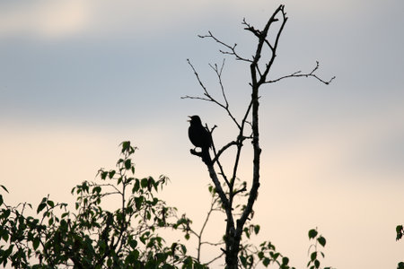 Moody silhouette of a blackbird perched on branch with bright backlight in spring parkの写真素材