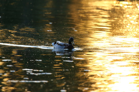 Iridescent green headed mallard glides on calm golden water with gentle ripples and peaceful atmosphereの写真素材