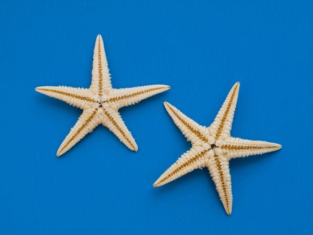 two starfishes on blue backgroundの写真素材