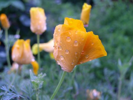 yellow flower with water dropsの写真素材