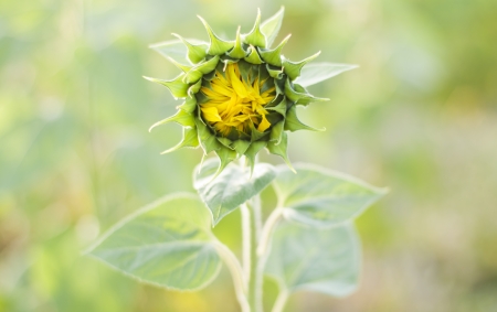 the closeup of beautiful yellow sunflower budの写真素材