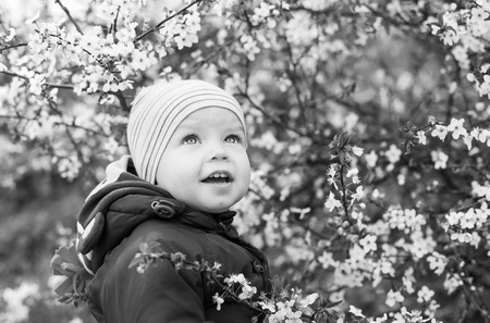 cute toddler boy smiling on a background of flowering tree  ( black and white )の写真素材