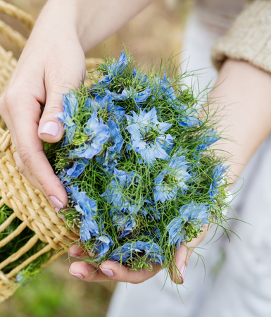 woman holding a bouquet of blue flowers in the hands of Nigellaの写真素材