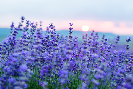 Sunset in a lavender field in a Summer with sun rays の写真素材