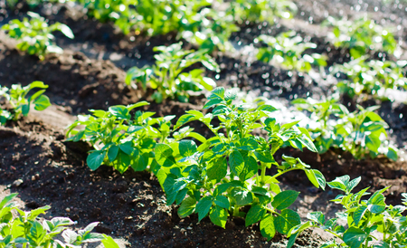 Potato field irrigation sprinkler watering the plants. Great for agriculture publicationの写真素材