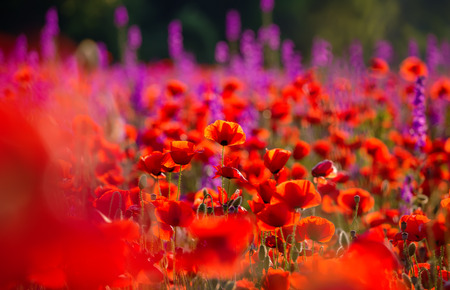 Meadow with beautiful bright red poppy flowersの写真素材