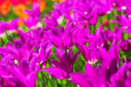 purple flower tulip lit by sunlight. Bright colorful photo backgroundの写真素材