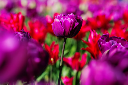 purple flower tulip lit by sunlight. Bright colorful photo backgroundの写真素材
