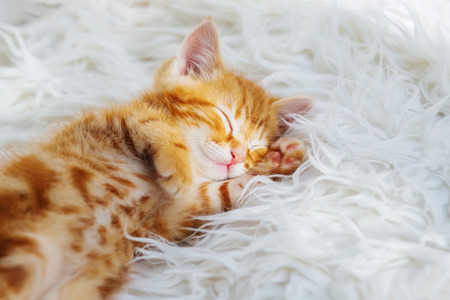 Cute little red kitten sleeps on fur white blanketの写真素材