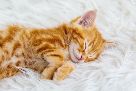 Cute little red kitten sleeps on fur white blanketの写真素材