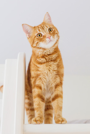 Portrait of a striped domestic red cat on a white backgroundの写真素材