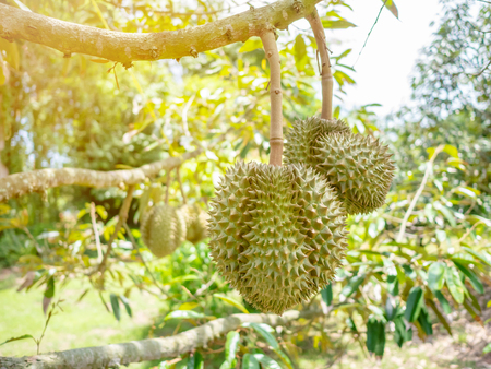 Fresh asian durian on tree. The king of fruits.の写真素材