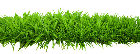 Green bush leaves isolated on white background with clipping path includedの写真素材