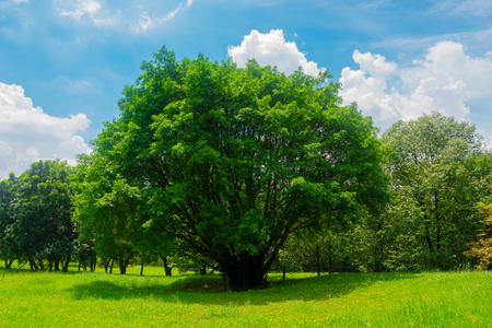 A large green tree surrounded by green meadows in the summer, the sky is bright and cloudy.の写真素材