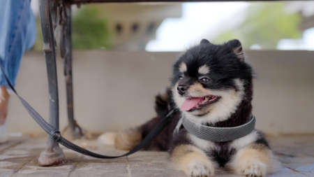 Pomeranian dog black color sitting and relax on the floor with owner. Pet lover conceptの写真素材
