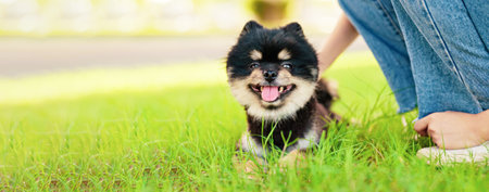 Happy young asian woman playing and sitting on grass in the park with her dog. Pet lover conceptの写真素材