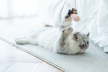 Fluffy cat playing toy on the floor at house. Adorable pets conceptの写真素材