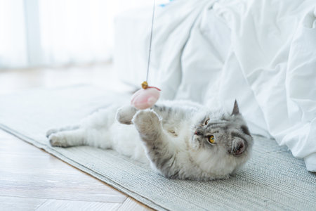 Fluffy cat playing toy on the floor at house. Adorable pets conceptの写真素材