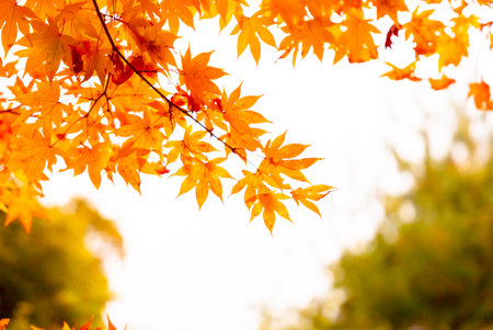 Close-up colorful nature calm autumn golden foliage on tree in autumnal fall park forest woods bright sunbeams sunlight breaks through leaves sunset or dawn nice sunny weatherの写真素材