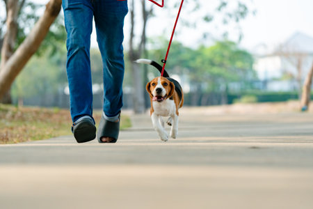 Pets owner and beagle dog walking, running, having fun outdoors in the park. Adorable pet conceptの写真素材
