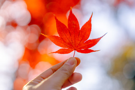 Autumn red leaf in a hand with sunlight. Maple leaves in park and bright bokeh background