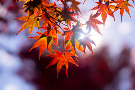 Close-up colorful nature calm autumn golden foliage on tree in autumnal fall park forest woods bright sunbeams sunlight breaks through leaves sunset or dawn nice sunny weatherの写真素材