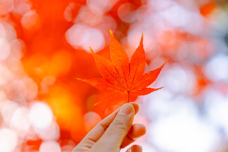 Autumn red leaf in a hand with sunlight. Maple leaves in park and bright bokeh backgroundの写真素材