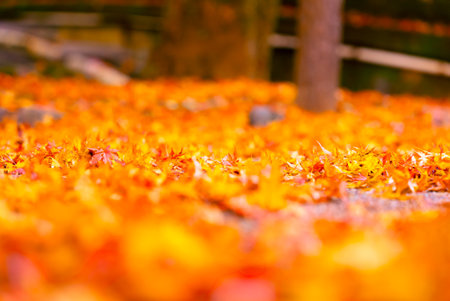 Autumn maple leaf foliage in the park. Falling leaves on the floor natural