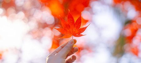 Autumn red leaf in a hand with sunlight. Maple leaves in park and bright bokeh backgroundの写真素材
