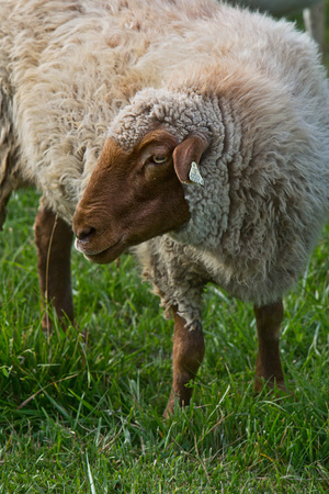 Sheep, Coloradoのeditorial素材