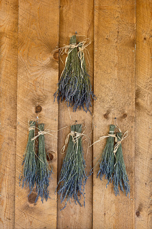 Dried Lavenderのeditorial素材