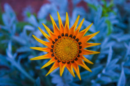 Gazania on bright backgroundの写真素材