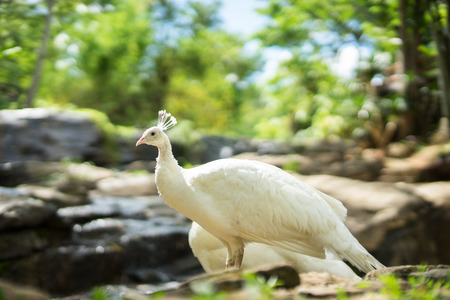 White Peacockの写真素材