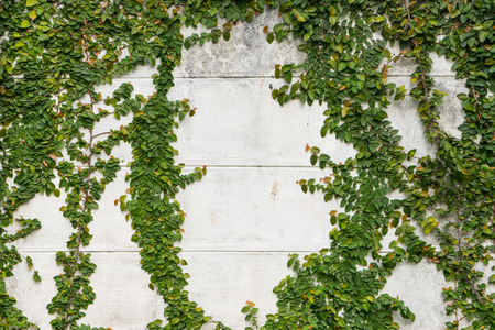 concreat wall with treeの写真素材