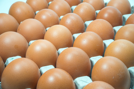Egg, Chicken Eggの写真素材