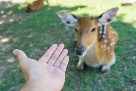 Hand and deerの写真素材