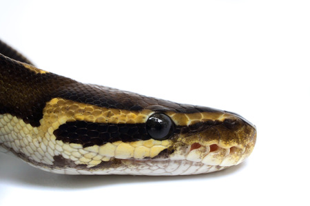 Snake Head Ball Python Head  on white background 1
