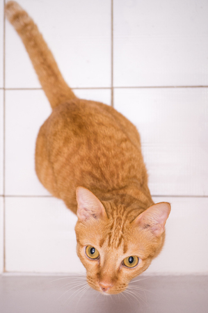 Cat looking upの写真素材