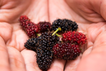 fresh organic mulberry on hand close up