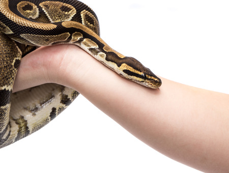 Holding in hand Ball Python (Python regius), in studio against a white background