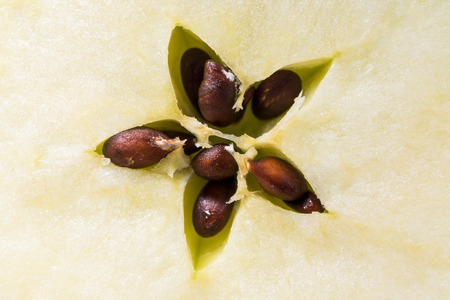 Apple center core and seedの写真素材