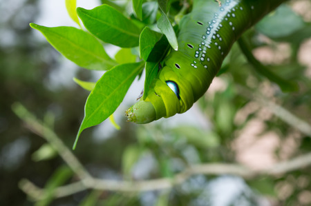 Green butterfly wormの写真素材