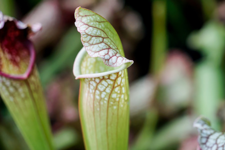 Nepenthes , close upの写真素材