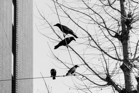 Crow , Black and whiteの写真素材